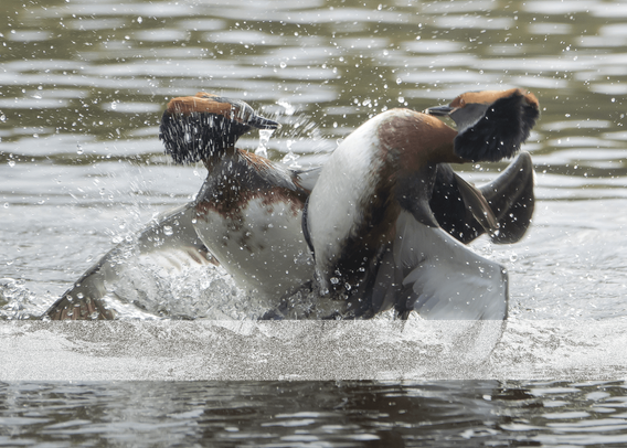Mustakurkku-uikkujen reviiriselvittelyt. Territory fights of Slavonian grebes.