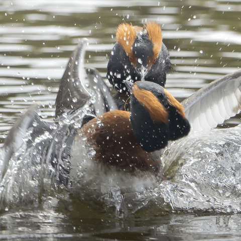 Mustakurkku-uikkujen reviiriselvittelyt. Territory fights of Slavonian grebes.