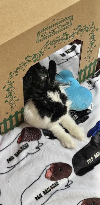 A sweet lionhead with bright white spot on forehead (the star in the name Sitara) pointedly stretches her feets out
