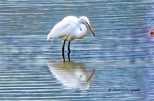 "The image captures a great egret standing in a natural setting, exuding elegance with its long, slender neck and pristine white plumage. Its sharp yellow beak contrasts strikingly against its snowy feathers, poised in a moment of quiet observation. The egret’s black legs and feet blend subtly with the earthy tones of the ground, adding to the balance of the composition. Soft shadows and warm lighting highlight the graceful contours of its body, emphasizing the delicate curve of its neck. The background features blurred vegetation, suggesting a marshy or lakeside habitat, further reinforcing the tranquil and reflective mood of the scene." - Copilot
