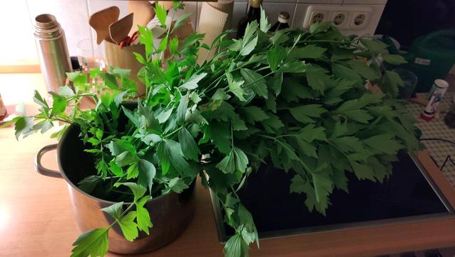 Ein Haufen grünes Kraut in einem silbernen Topf auf einer Anrichte in der Küche.