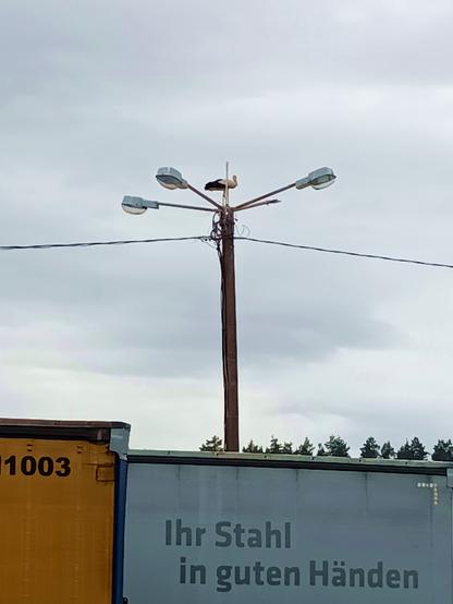 A stork stands on top of a mast that has three lamps attached to it, and a broken stick where the fourth used to be. A white pole or antenna sticks up next to it. Several wires are strong to other poles in the vicinity. Below are two trucks with advertising parked. The stork stands there, looking into the distance. A few sad twigs are stuck to the mast in a doomed attempt to build a nest there.