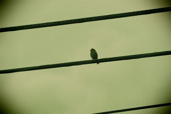 A long shot, looking upward at a small bird sitting on a wire.  The in camera effect emulates a plastic camera with soft focus, yellow-green colour cast, and vignetting.