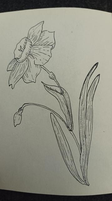 Line art of a flower with 6 petals. There are leaves on the right, and a bud on the left (below the flower)