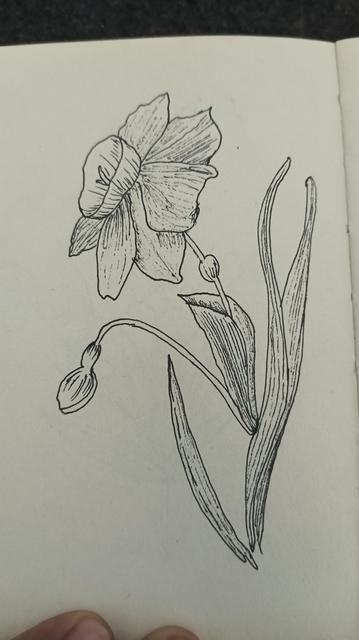 Another Line art of the same flower with 6 petals. There are leaves on the right, and a bud on the left (below the flower)