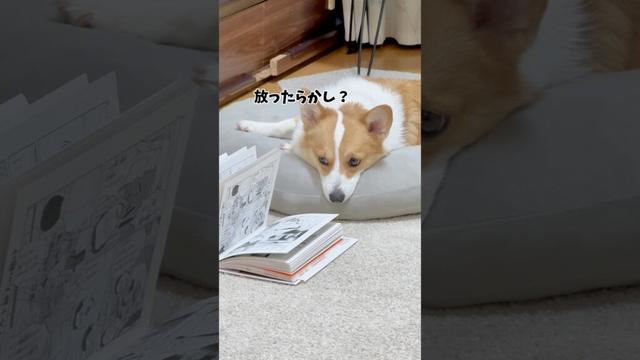 ココちゃんに気づいてそっちゃんも戻って来たので、放置された本はこの後しっかり片付けられてました✨📕さすが彼女ポジションコーギー👍 #犬と子供 #コーギー #コーギー多頭飼い