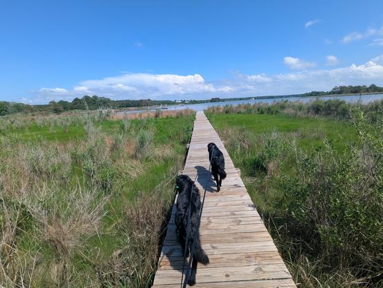 Photo of a clearing afternoon on Harris Creek sky is deep rain washed blue with building white storm cell cumulus off on the horizon. Marsh is wet and green with riotous new growth. Creek water is rippled and reflects the sky and clouds.
In the foreground Miles and Jon two black Flat-Coated retrievers stroll down the wood walk in hopes of spotting interesting waterfowl.