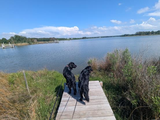 Photo of a clearing afternoon on Harris Creek sky is deep rain washed blue with building white storm cell cumulus off on the horizon. Marsh is wet and green with riotous new growth. Creek water is rippled and reflects the sky and clouds.
In the foreground Miles and Jon two black Flat-Coated retrievers stand on the wood walk looking out for interesting waterfowl.