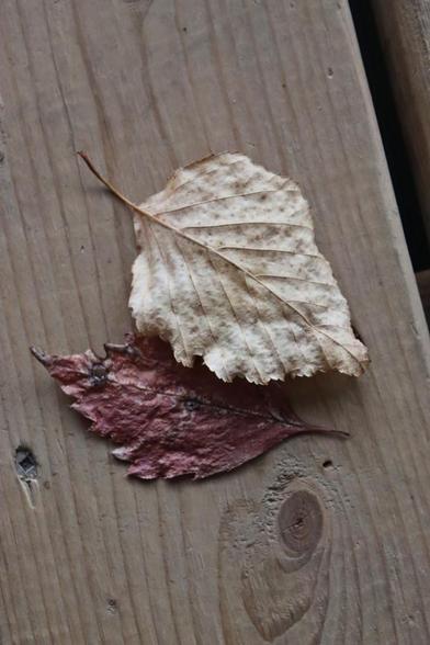 A medium close up, looking down at two overlapping fallen leaves on a wooden deck. The upper leaf is bottom-side up, bleached brown weatherworn.  The bottom leaf, dark red, with dark spots, is face-up and partially covered by the other leaf.