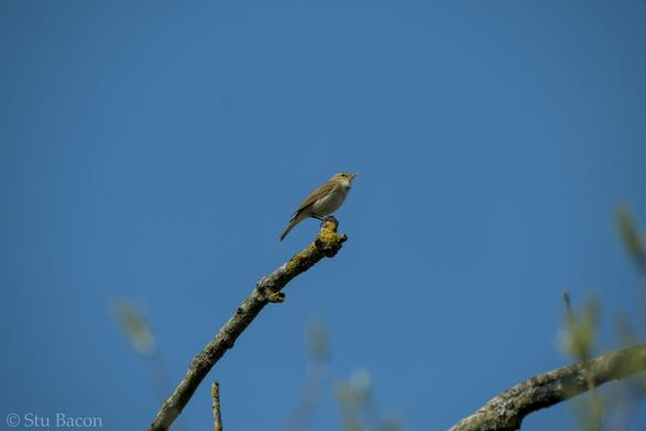 A photograph of a Willow Warbler perched on the end of a branch high up in a tree