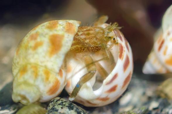 A brown hermit with blue knees, wearing a white shell with brick-red patches, somewhat spotted with algae, reaches into the open whorl of a newer shell of the same species. Two legs span the new shell on the outside; seen in the photo also are one leg and one cheliped, probing its inner spiral.