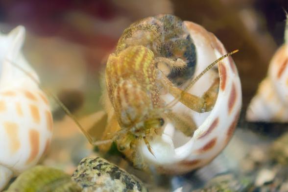 2. The hermit has abandoned the old shell. Here, he twists his abdomen around to insert it into the new shell, standing head down, abdomen above. His small shell-grabber legs are visible next to the darker abdomen.