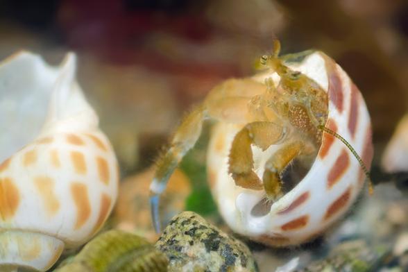 3. The hermit is now inside the new shell, head, antennae, chelipeds and 2 legs exposed. The older shell lies, discarded, off to the left.
