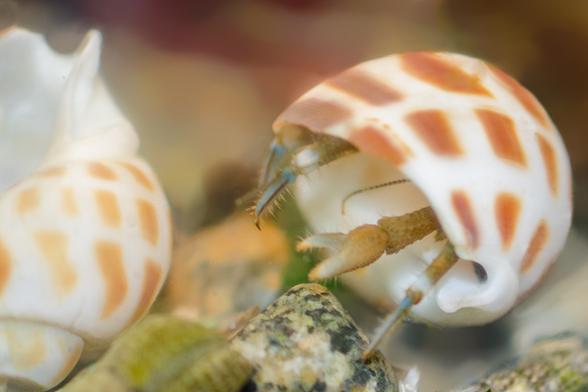 4. And now he's retreated deep inside the new shell, leaving only the tips of legs, a cheliped and an antenna visible, and has rotated the shell into an almost walking position.