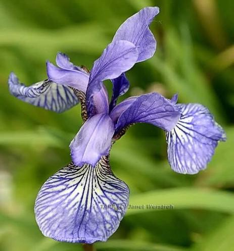 Purple Iris