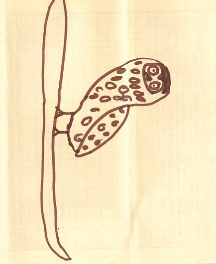 A drawing of an owl in brown marker on the back of a field form, species is indeterminant but I am leaning towards Burrowing Owl due to the legs.