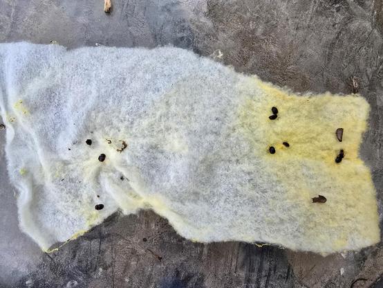 A Swiffer pad with small hive beetles trapped in it.