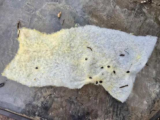 A Swiffer pad with small hive beetles trapped in it.