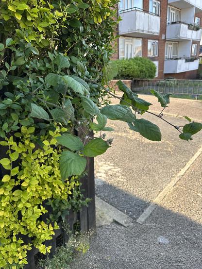 Leaves on an exterior wall