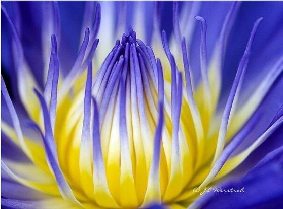Water Lily