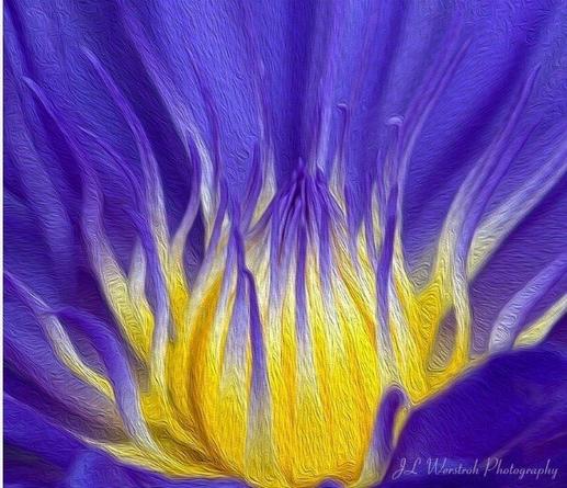 Water Lily with texture added.