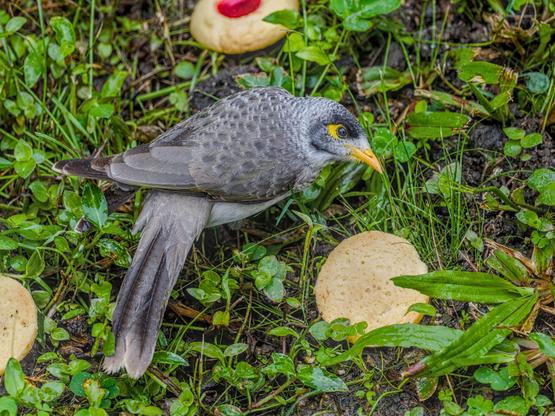 A noisy miner on the grass, in the rain, standing over a jam drop cookie