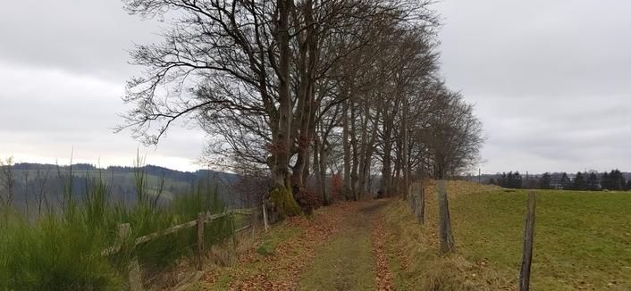 Ein Wanderweg im Mittelgebirge mit leichtem Anstieg. Links in kurzer Entfernung einige laublose Bäume, davor ein Holzzaun; rechts ein Weidezaun. In weiterer Entfernung öffnet sich links ein Tal; hinten rechts mehrere Nadelbäume und Anzeichen einer Ortschaft. Bedeckter Himmel.