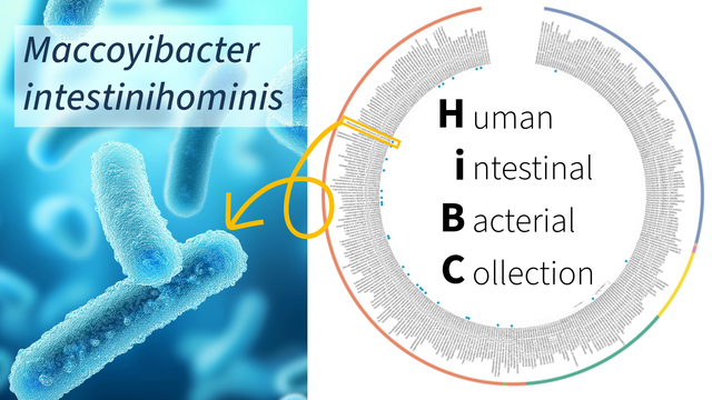 On the left is a blue image of rod-shaped bacteria with the novel species name Maccoyibacter intestinihominis overlaid. On the right is a circular phylogenetic tree on a white background that illustrates the genetic diversity of the Human intestinal Bacterial Collection (HiBC).