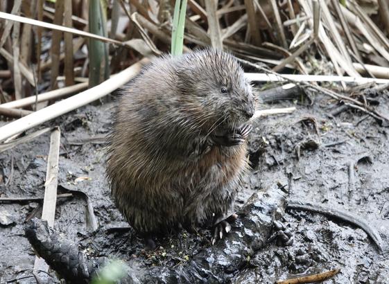Photograph of a muskrat on the muddy shore of a marsh. The muskrat is seated upright with its hands raised to its mouth. It is looking off to the right as it munches on something.