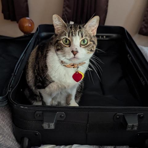 A brown and white tabby cat with a red ID tag looks with green eyes into the camera from a seated perch in an otherwise empty black suitcase.