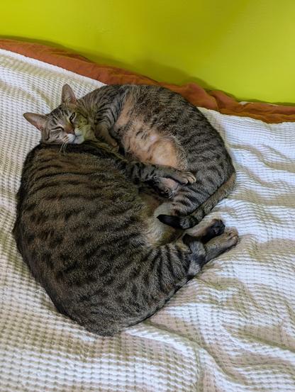 A photo featuring the bodies of two large brown tabby boys belly-to-belly on a bed, with only a single head between them.