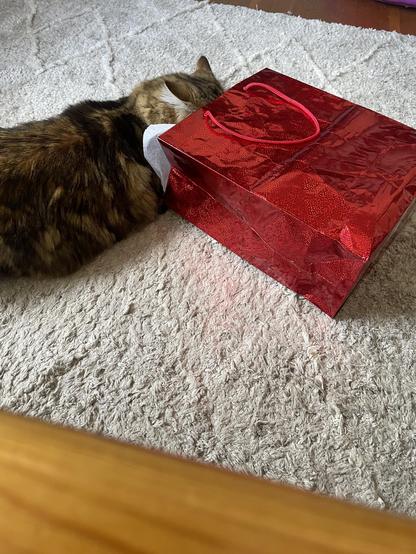 A large fluffy tabby is stretched slightly on a white carpet with his face to the right into the opening of a red shiny present bag. His ears are back in anticipation.