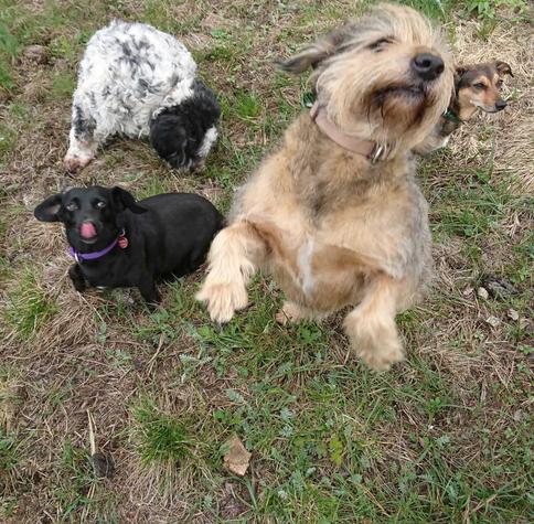 Four dogs on a wetland meadow, one, shaggy, is jumping up into the camera, another shaggy white dog with black patches is sniffing the ground, a small dachsund-like black dog is sticking her tongue out, a very small dachsoundoid is sticking her head out from behin the jumping dog's head.