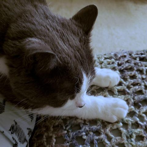 Grey and white tuxedo cat lying on his human’s lap with his front paws stretched out to the side.