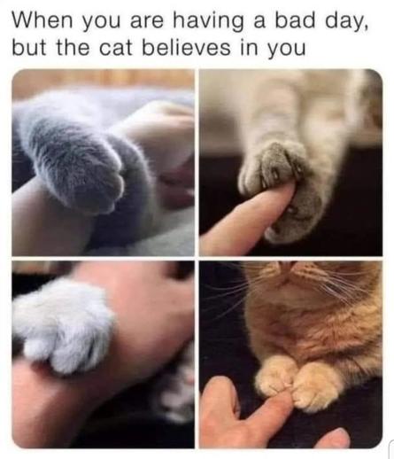 For photos of different cats gently touching human's hand with their paw. 
Text above the photos:
When you are having a bad day,but a cat believes in you.