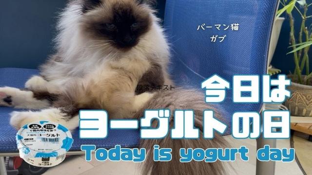 バーマン猫ガブ【今日はヨーグルトの日】Today is yogurt day（バーマン猫）Birman/Cat