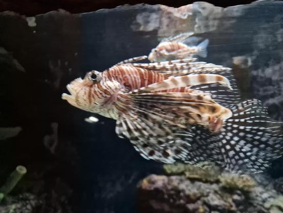 Alt text by Copilot:
An intricately patterned lionfish glides gracefully through an aquarium setting. Its elongated, fan-like fins extend outward in a delicate yet commanding display, adorned with alternating bands of reddish-brown and white. The lionfish's spiky dorsal fin contains venomous spines, a signature defense mechanism of the species. Its body is robust, tapering slightly toward the tail, while its large, expressive eyes remain alert, scanning its surroundings. The background consists of a dark aquatic landscape, where scattered rocks and submerged plants create an environment reminiscent of its natural coral reef habitat. The interplay of light and shadow adds depth to the underwater scene, highlighting the lionfish’s striking features and giving the image a sense of tranquility and mystery.