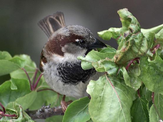 Bird, closeup, color, photo