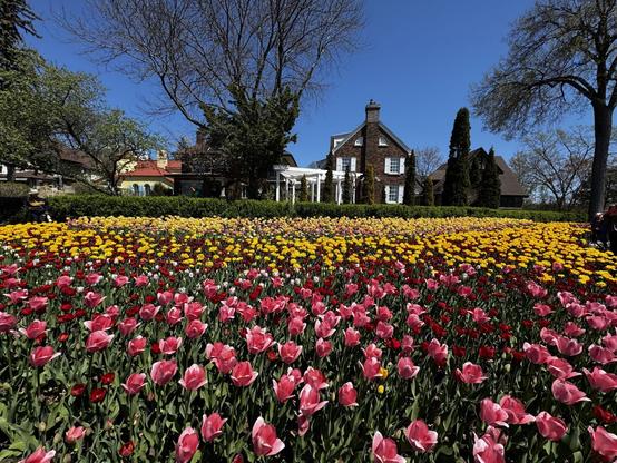 A plot of tulips. From front to back: pink, red, white, yellow, light yellow and orange-ish. Then there's a private property made of brown bricks with two stories and white window shades. It has a chimney.

The sky is blue with no clouds.
- - -
Une parcelle de tulipes. De l'avant vers l'arrière : rose, rouge, blanc, jaune, jaune clair et orange. Ensuite, il y a une propriété privée faite de briques brunes avec deux étages et des stores blancs. Elle a une cheminée.

Le ciel est bleu sans nuages.