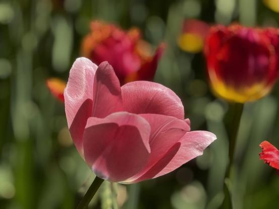 A pink tulip
- - -
Une tulipe rose