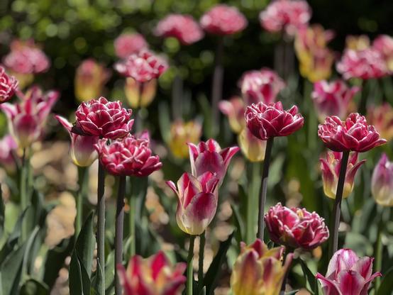 Dark pink tulips with white borders
- - -
Tulipes rose foncées avec des bordures blanches