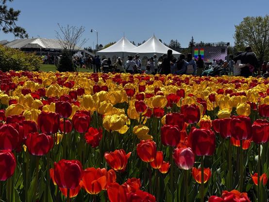 A patch of red and yellow tulips. Behind them, there is a crowd and chapiteaus with a stage behind those.
- - -
Une parcelle de tulipes rouges et jaunes. Derrière elles, il y a une foule et des chapiteaux avec une scène derrière ceux-ci.