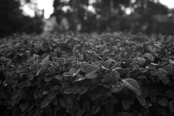 A shallow focus digital B&W shot of a bush, with rain visible on the leaves, stretching out to the lightly out of focus background.