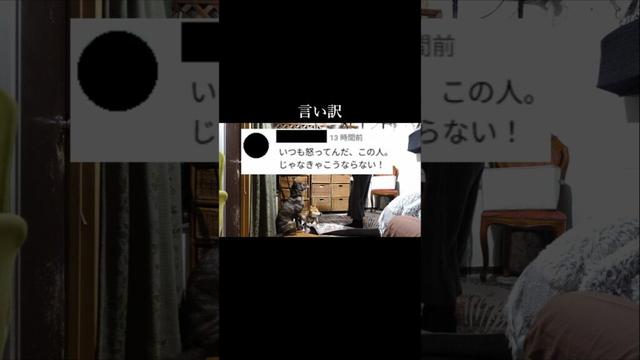 誤解されたくないので言い訳　#甲斐犬 #柴犬 #youtubeshorts