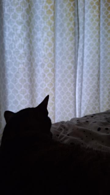 Kopf einer Katze in der Morgendämmerung im Gegenlicht (nur die Silhouette mit zwei spitzen Ohren erkennbar) auf Bettdecke