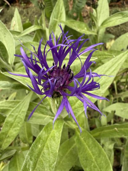 Flockenblume, lila