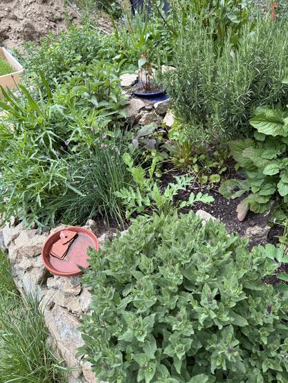 Im Kräuterbeet Rucola, Wiesensalbei, Rosmarin, Insektentränke