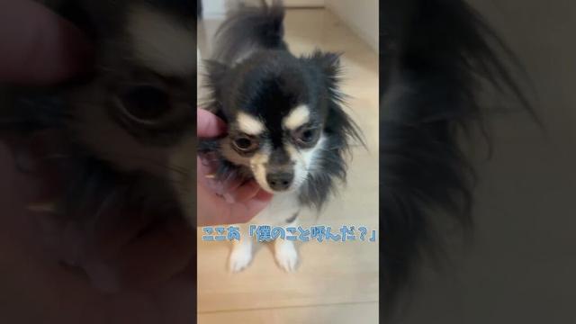 おやつが食べたいチワワが可愛い　#ロングコートチワワ　#犬 #犬好きさんと繋がりたい #犬と猫どっちも飼ってると毎日たのしい #多頭飼い