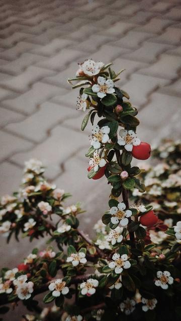 Low plants. Small green leaves, thick, and white blossoms. Some red berries in between.