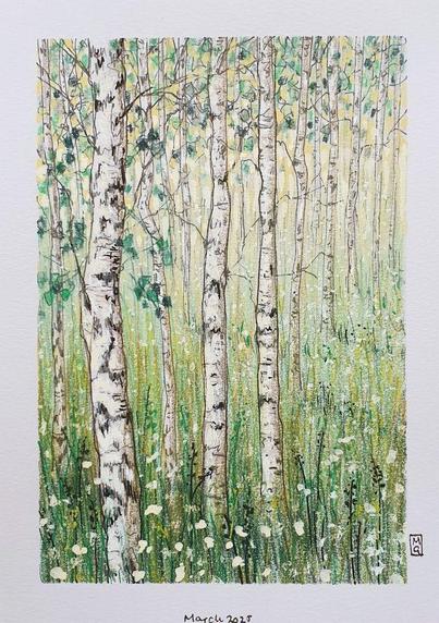 A small white birch woodland drawing. The drawing is in very soft pale tones of green and yellow against the white trunks of the trees. The drawing is on white pastel paper.
An original art work
Colour pencil and mixed media on acid free toned artist paper
5 by 7 inches (12.7 by 17.8 cm).
Sold unframed